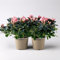 Azalee Hortinno® 'Christine Matton' rosa, gefüllt, Topf-Ø 13 cm, 2er-Set