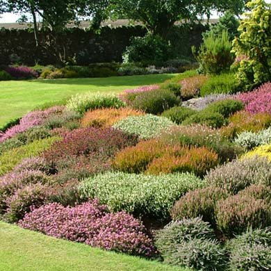 15 x Scottish Heathers (Mixed) Pot Grown 8cm Pot (a249)