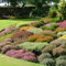 15 x Scottish Heathers (Mixed) Pot Grown 8cm Pot (a249)