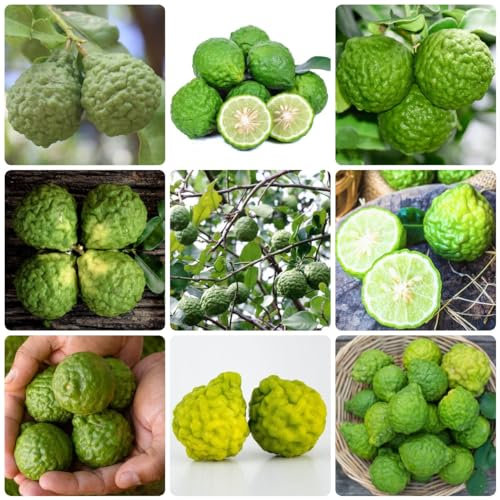 80 Pcs Limettenbaum Winterhart Samen, Säulenobstbäume, Exotische Pflanzen Winterhart Limette Samen, Citrus Hystrix, Obst Frisch Weinblätter Winterharte Pflanzen Für Balkon Pflanzen