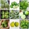 80 Pcs Limettenbaum Winterhart Samen, Säulenobstbäume, Exotische Pflanzen Winterhart Limette Samen, Citrus Hystrix, Obst Frisch Weinblätter Winterharte Pflanzen Für Balkon Pflanzen