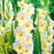 Gladiolenknolle-Winterhart MehrjäHrig,Gladiolen Zwiebel,Gladiolen Knollen,Gladiolen Zwiebeln Winterhart,Gladiolen Blumenzwiebeln,Bonsai Pflanze-15zwiebeln-b