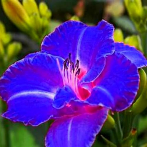 Bulbi di emerocallide (senza semi, non artificiali), colore raro, bulbo da fiore perenne e resistente, perfettamente adattato a qualsiasi ambiente-15 Bulbi-D