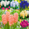 (Giacinto Bulbi,Bulbi Giacinto In Vaso,Bulbo Giacinto,Giacinto D Acqua Pianta,Giacinto Bulbo)-Fiori Da Giardino-4Bulbi-a