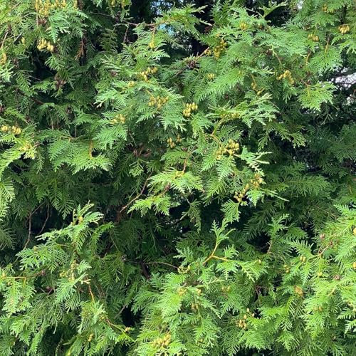 semillas del árbol de la vida, plantas perennes resistentes tuya occidentalista árbol bonsái, plantas en crecimiento semillas de árboles resistentes para el jardín exóticas bonsái 60pcs