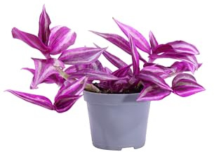 eGarden.store - Pianta vera di Tradescantia Zebrina Pink Paradise - Altezza: 5 cm Diametro vaso: 6 cm - ornamentale zebrata pendente da arredo interno per casa e ufficio