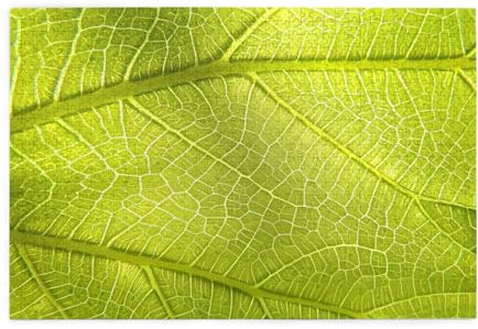Baum Blatt Textur Venen Druck Jigsaw Puzzle 1000 Teile Holzpuzzle Geschenke Für Erwachsene Familie Hochzeit Abschluss Geschenk Vertikale Version