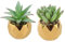 MOKIDO Lot de 2 plantes succulentes artificielles - Plantes décoratives - Petites plantes artificielles en pot en céramique - Pour chambre à coucher, salon, salle de bain et bureau (vert)