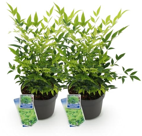 GreenboutiQ - Gartenpflanze - Nandina Lemon & Lime - Gelb - 2 Pflanzen - Immergrün - Wenig Pflege - Topf 17cm Höhe 45cm