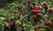 Nani pesche Bonanza, Pfirsichbäume - Semi Pfirsich - Frutta Semi Bonsai - 10 Stk