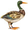 Ente Metall stehend 35cm Tierfigur Metalltier Bauernhof Haus Hof Garten Teich Dekoration Deko