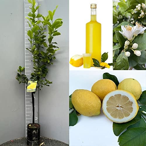 SAVINI VIVAI Pianta di Limone Albero Agrumi Limone Zagara Bianca in Fitocella Altezza 100-120 cm di 1 anno di Innesto Made Italy