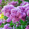 Haloppe 300 Unids Lila Flores Plantas Semillas para la Plantación de Jardín en Casa, Lila Flor Semillas Clavo DIY Hogar Jardín Planta Maceta Bonsai Decoración Violeta