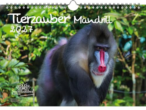 Tierzauber Mandrill DIN A4 Kalender für 2027 Affen - Seelenzauber