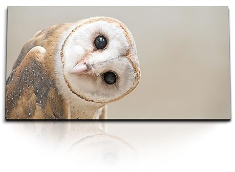 Paul Sinus Kunstdruck Bilder 120x60cm Schleiereule Eule Tierfotografie Vogel Porträt