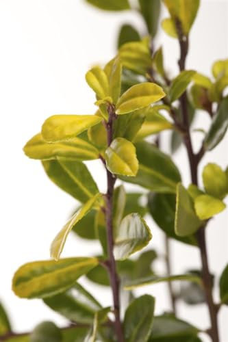 Ilex crenata 'Golden Gem' 20-25 cm - Japanische Stechpalme, goldgelbes Laub, immergrün, ideal für Hecken und Kübel, pflegeleicht und winterhart