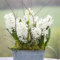 Hyazinthe Ist SüßE BlüTenbläTter, Macht GlüCklich AuffäLlige, AuffäLlige Pflanze, Das Aroma Ist Reichhaltig, (Winterhart/Stauden/Staude/Mehrjährig) Hyazinthen zwiebeln,-2bulbs-H