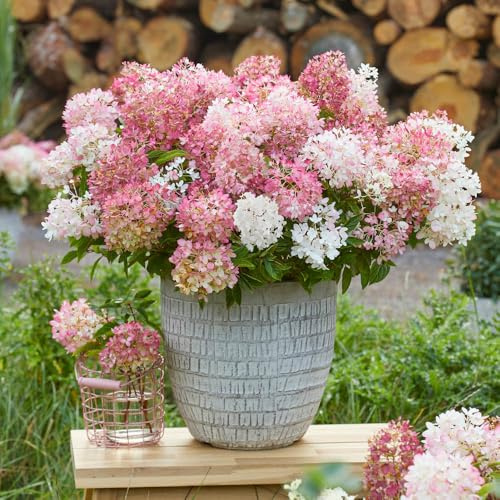 YouGarden Hydrangea 'Groundbreaker Blush', 3 x Established Plants in 14cm Pots, Blush Pink Garden Colour, Great For Pots, Ready To Plant