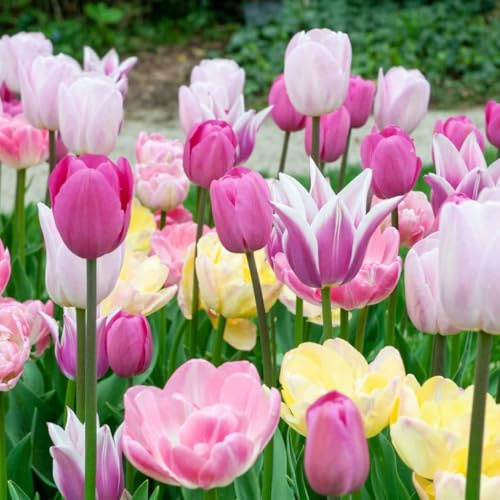 Tulpen zwiebeln mehrjährig Mix-Mysteriöse magische Glühbirne, Winterhart pflanzen,Luftreinigung, Lebende Pflanzen-6zwiebeln-c