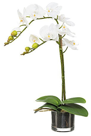 Kunstpflanzen, künstliche Orchidee cremefarbig, im Glastopf Höhe 52 cm