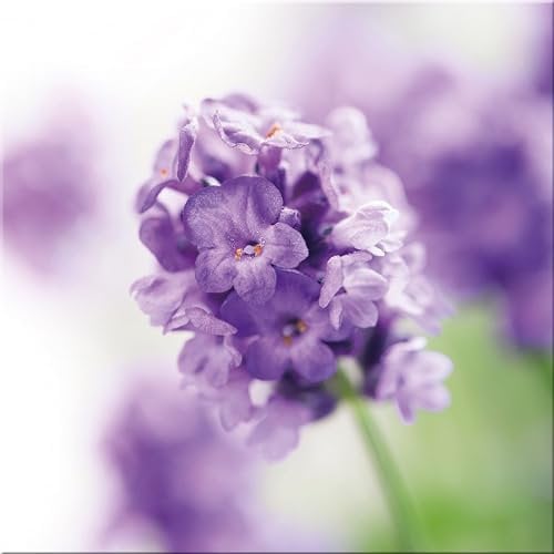 artissimo, Glasbild, 30x30cm, AG2062A, Purple Lavender II, Blumen-Bild Lavendel, Bild aus Glas, moderne Wanddekoration aus Glas, Wandbild Wohnzimmer modern