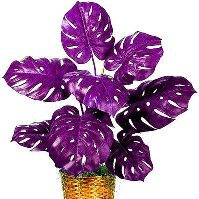 Bloom Green Co. 50 PC mischten Palme Schildkröte Blätter Bonsai, Monstera Topfpflanzen Bonsai, Monstera Ceriman, Mixed Perennial Rare Garten-Blumen: 2