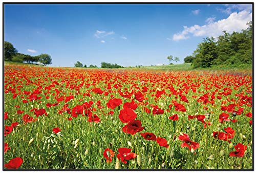 Wallario Wandbild - Mohnblumenfeld- rote Blumen unter blauem Himmel in Premiumqualität, Poster mit schwarzem Rahmen, Größe: 61 x 91,5 cm