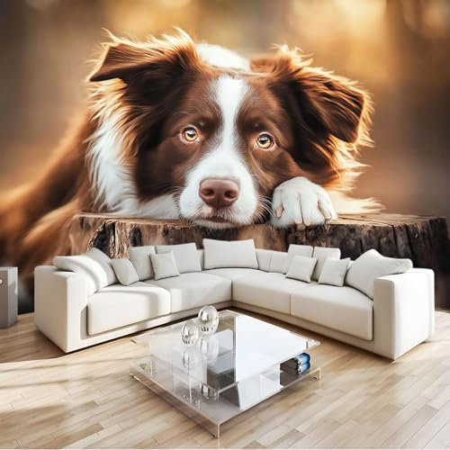 Foto Wallpaper 3D Collie Di Confine Animale Grande Murale 350x256 cm Carta da Parati Decorazione della Parete Soggiorno Camera da Letto Carta da Parati Muro