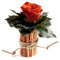 ROSEMARIE SCHULZ Heidelberg Blumengesteck mit Zimtbecher und 1 Rose konserviert haltbar 3 Jahre Rosengesteck/Blumengesteck/Bauernhaus/Blumen Dekoration (Orange)