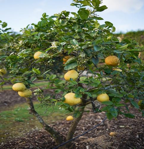 40 graines de citronnier