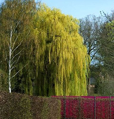 Trauerweide 80-100cm - Salix alba