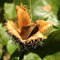 Fagus sylvatica 10 PCS Fresh Seeds, European Beech Seeds, Common Beech, Beechnuts, Beech Tree Seeds, Nuts Seeds, Organic Seeds, Non GMO