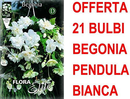 OFFERTA 21 BULBI BEGONIA PENDULA BIANCO BULBS BULBES