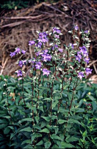 Staudenkulturen Wauschkuhn Campanula trachelium - Glockenblume - Staude im 9cm Topf