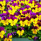 Saterkali Semi di viola-cornuta, 50 pezzi semi naturali prolifici piccoli semi di viola-cornuta ad alto rendimento per la casa Semi di viola cornuta