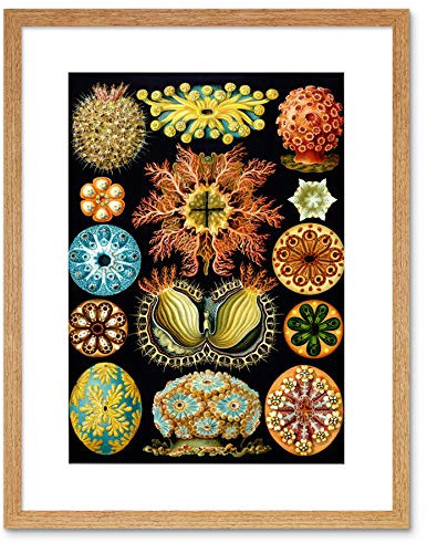 Wee Blue Coo Haeckel Plate 85 Marine Life Artwork Framed Wall Art Print 9X7 Inch Teller Leben Wand
