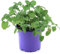 Hierba Gateria - Nepeta Cataria - Natural Planta Aromática y Fácil de Mantener en Exteriores