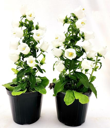 POWERS TO FLOWERS - CAMPANULA APPEAL BIANCA, 2 PIANTE, VASO 14 CM DIAMETRO, piante vere