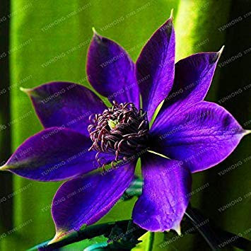 Potseed . Big Sale Mehrfarbige Clematis Echt Seltene Clematis Pflanze Gartenpflanze Natur Wachstum Home Garten 100 PCS: 16