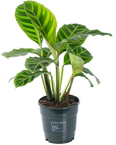 Calathea Zebrina Zebra-Korbmarante | Zimmerpflanze fürs Zuhause oder das Büro
