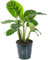 Calathea Zebrina Zebra-Korbmarante | Zimmerpflanze fürs Zuhause oder das Büro