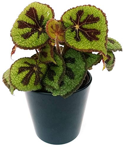 POWERS TO FLOWERS - BEGONIA MASONIANA, pianta vera