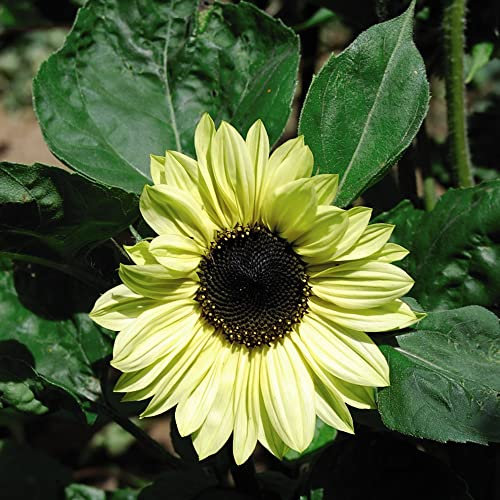 Sunflower Seeds for Planting UK 'Valentine' Helianthus annuus Hardy Annual Yellow Blooms Easy to Grow Your Own Outdoor Garden Flower Plants (Approx. 18 Seeds) by Thompson and Morgan