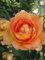 Rosa Lady of Shalott ® - Englische Rose Lady of Shalott ® - Austin-Rosen Duft+++