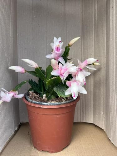 Pianta Natalina, la pianta che regala magnifiche fioriture in pieno inverno, Piante in vaso15cm. Schlumbergera (Rosa)