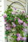 2 True Clematis Bulbs, (not seeds), Flower Bulbs Outdoor Clim Plant Garden Perennial Flowers Clematis Bulbous Root 19:Seeds Only
