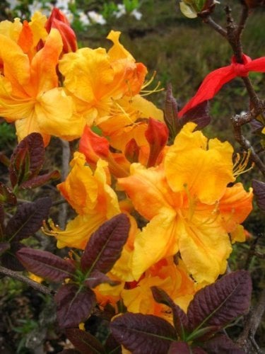 bronzegelb blühende Garten Azalee Rhododendron luteum Klondyke 40-50 cm hoch im 5 Liter Pflanzcontainer