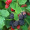 Semillas de frambuesa, 50 piezas Semillas de frambuesa para plantar semillas para plantar verduras y frutas, Semillas de bayas dulces Semillas de frutas sin OMG para plantar jardín en casa Color mix