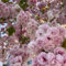 semi di bonsai di ciliegio in fiore - fiori resistenti, semi piante esotiche ciliegio ornamentale resistenti, fiori piante per esterni prato d' perenni, da appartamento amici 10pcs