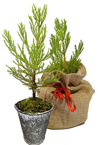Seedeo® Berg - Mammutbaum (Sequoiadendron giganteum) Pflanze 2 Jahre Geschenkedition Topf mit Sternen
